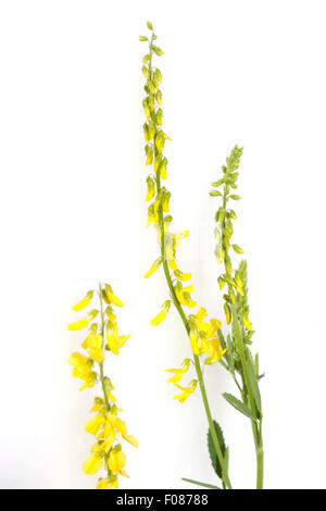 Steinklee; Melilotus, officinalis; Foto Stock