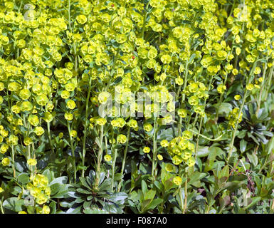 Wolfsmilch, Euphorbia, polychroma, Foto Stock