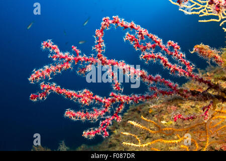 Falso corallo rosso colonia, Parerythropodium coralloides, Massa Lubrense, Campania, Italia Foto Stock