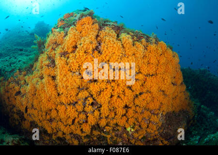 Roccia ricoperte con cluster di giallo Anemone, Parazoanthus axinellae, Massa Lubrense, Campania, Italia Foto Stock