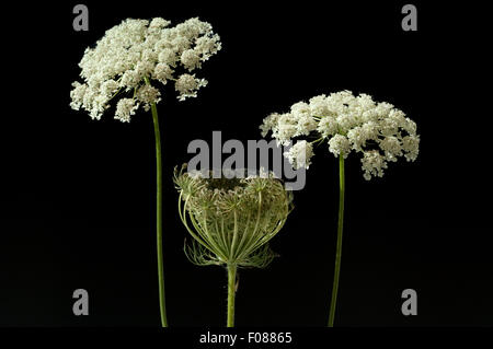 Wilde, Moehre; Bluete; Blueten; Daucus Carota;; Foto Stock