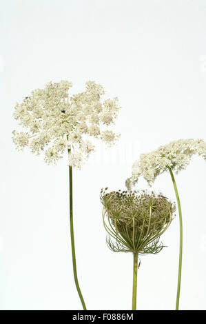 Wilde, Moehre; Bluete; Blueten; Daucus Carota;; Foto Stock