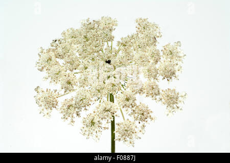 Wilde, Moehre; Bluete; Blueten; Daucus Carota;; Foto Stock