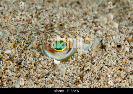 Maggiore Weaver mimetizzata nel fondo di sabbia, Trachinus draco, Massa Lubrense, Campania, Italia Foto Stock