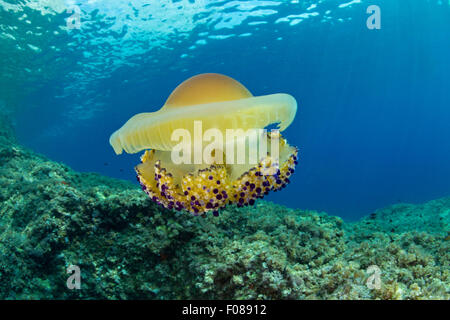 Mediterraneo meduse, Cotylorhiza tuberculata, Massa Lubrense, Campania, Italia Foto Stock