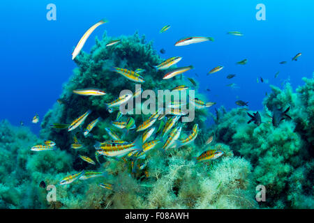 Bagno turco tordi alimentazione Chromis sulle uova, Thalassoma pavo, Ponza, Italia Foto Stock