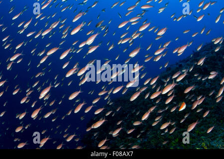 Secca del Mediterraneo Fairy Basslet, Anthias anthias, Ponza, Italia Foto Stock