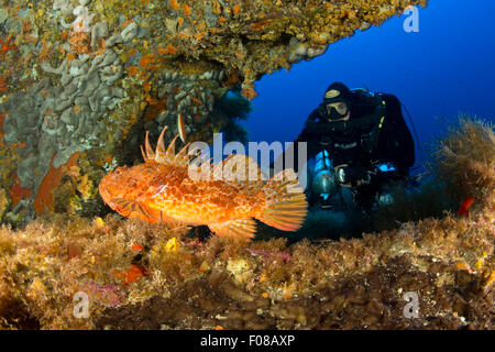 Grande pesce e Rebreather Diver, Scorpaena scrofa, Ponza, Italia Foto Stock