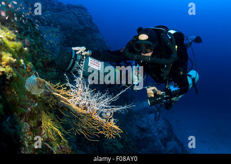 Cestello Star e Rebreather Diver, astrospartus mediterraneus, Ponza, Italia Foto Stock