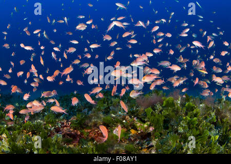 Secca del Mediterraneo Fairy Basslet, Anthias anthias, Ponza, Italia Foto Stock