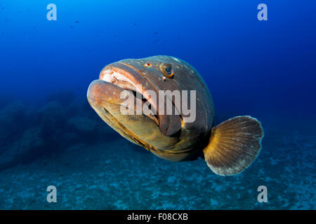 Dusky cernie, Epinephelus marginatus, Santa Teresa, Sardegna, Italia Foto Stock