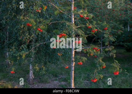 Un rowan tree (aka Mountain-cenere) nel bosco in North Somerset, Regno Unito. Foto Stock