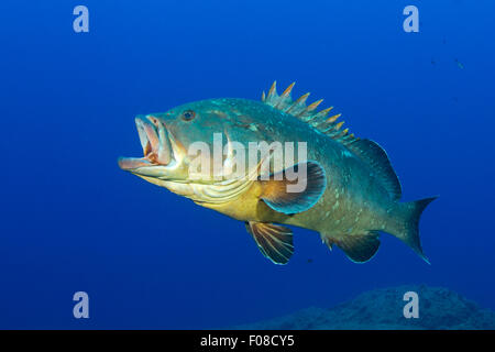 Dusky cernie, Epinephelus marginatus, Santa Teresa, Sardegna, Italia Foto Stock