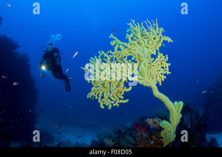 Mediterraneo corallo nero, Gerardia savaglia, Ustica, Italia Foto Stock