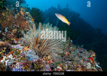 Crinoide in Coral Reef, Comantheria sp., isole Florida, Isole Salomone Foto Stock