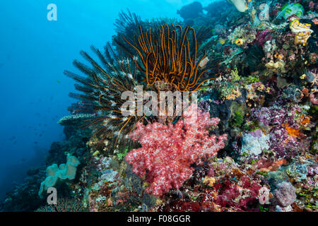 Crinoide in Coral Reef, Comantheria sp., isole Florida, Isole Salomone Foto Stock