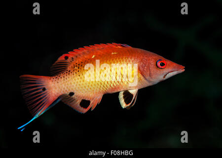 Dianas Hogfish, Bodianus diana, Marovo Lagoon, Isole Salomone Foto Stock