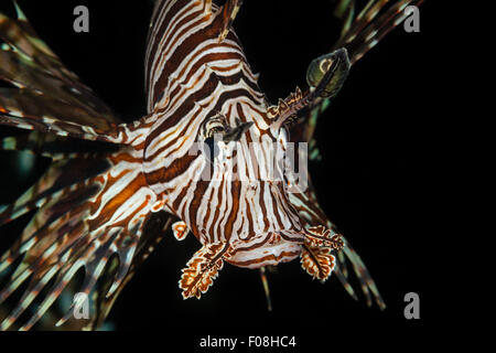 Leone Rosso, pterois volitans, Marovo Lagoon, Isole Salomone Foto Stock