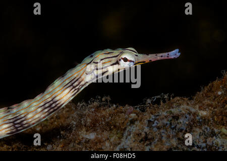 Brown-Pipefish nastrati, Corythoichthys haematopterus, Marovo Lagoon, Isole Salomone Foto Stock