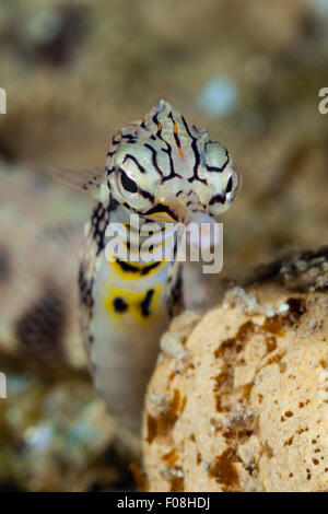 Brown-Pipefish nastrati, Corythoichthys haematopterus, Marovo Lagoon, Isole Salomone Foto Stock