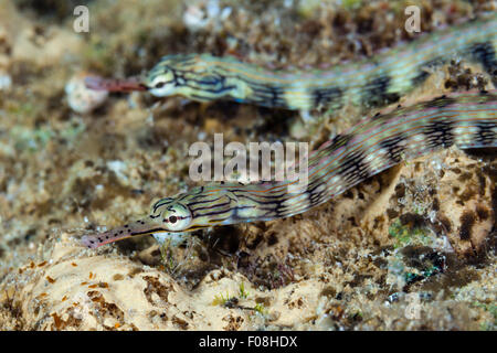 Brown-Pipefish nastrati, Corythoichthys haematopterus, Marovo Lagoon, Isole Salomone Foto Stock