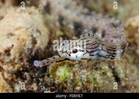 Brown-Pipefish nastrati, Corythoichthys haematopterus, Marovo Lagoon, Isole Salomone Foto Stock