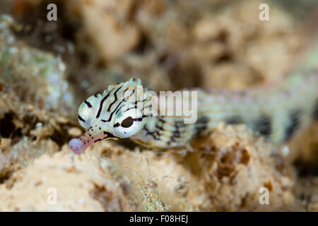 Brown-Pipefish nastrati, Corythoichthys haematopterus, Marovo Lagoon, Isole Salomone Foto Stock