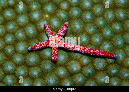 Comet Starfish rigenerante, Linckia multifora, Isole Russell, Isole Salomone Foto Stock