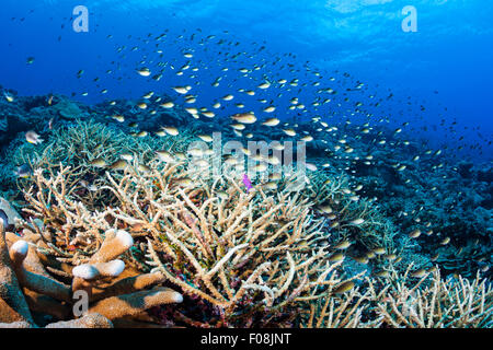 La scolarizzazione di Ambon Chromis sulla barriera corallina, Chromis amboinensis, Maria Island, Isole Salomone Foto Stock