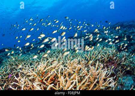 La scolarizzazione di Ambon Chromis sulla barriera corallina, Chromis amboinensis, Maria Island, Isole Salomone Foto Stock