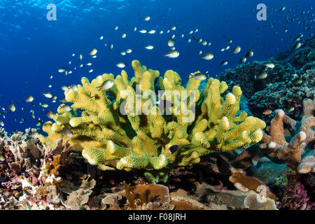 La scolarizzazione di Ambon Chromis sulla barriera corallina, Chromis amboinensis, Maria Island, Isole Salomone Foto Stock