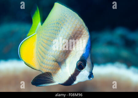 Kleins Butterflyfish, Chaetodon kleinii, isole Florida, Isole Salomone Foto Stock