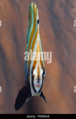 Arancio-Coralfish nastrati, Coradion chrysozonus, isole Florida, Isole Salomone Foto Stock