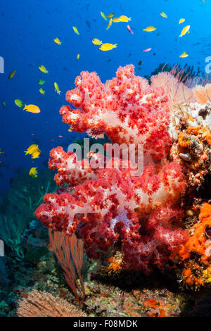 Colorata Barriera Corallina, Marovo Lagoon, Isole Salomone Foto Stock