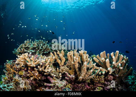 Hard Coral Reef, Marovo Lagoon, Isole Salomone Foto Stock