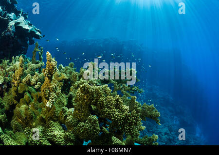 Hard Coral Reef, Marovo Lagoon, Isole Salomone Foto Stock