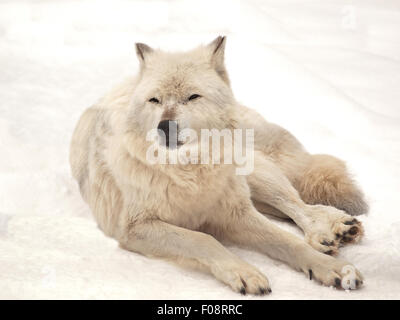 Lupo grigio in appoggio sulla neve in inverno Foto Stock