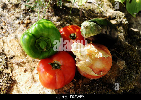 Fresche verdure coltivate da un riparto di cipolla , pomodoro , melanzane e pepe verde Foto Stock