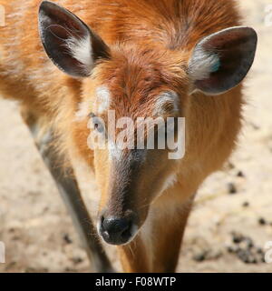 Africa subsahariana antilope Sitatunga (Tragelaphus spekii), primo piano della testa Foto Stock