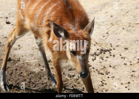 Africa subsahariana antilope Sitatunga (Tragelaphus spekii) Foto Stock