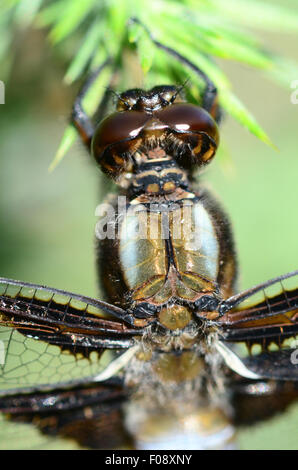 Un close-up di un ampio corposo chaser dragonfly REGNO UNITO Foto Stock