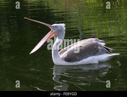 Eurasian pellicano dalmata ( Pelecanus crispus) nuoto, elastico flessibile bill wide open Foto Stock