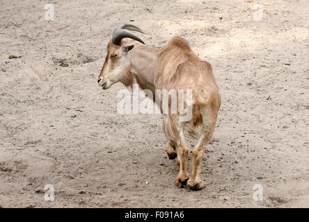 Nord Africana di mufloni (Ammotragus lervia), visto dal retro, testa voltata Foto Stock