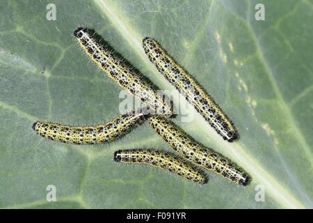 Grande il cavolo bianco, Sarcococca brassicae, bruchi su foglie danneggiate di broccoli, Brassica, vegetali, Berkshire, Agosto Foto Stock