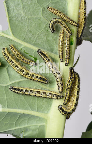 Grande il cavolo bianco, Sarcococca brassicae, bruchi su foglie danneggiate di broccoli, Brassica, vegetali, Berkshire, Agosto Foto Stock