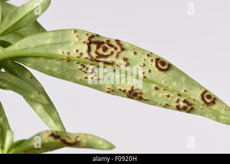 Antirrhinum o bocca di leone, ruggine Puccinia, antirrhini pustule circolare gruppi e inizio singolo pustole sul lato inferiore del Foto Stock