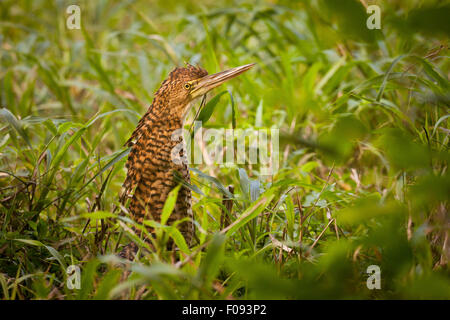 Immaturo Tiger-Heron Rufescent, sci.name; Tigrisoma lineatum, vicino Gamboa nel parco nazionale di Soberania, Repubblica di Panama. Foto Stock