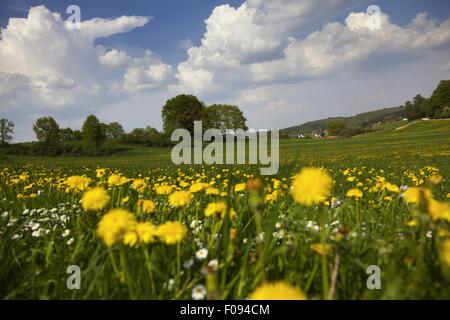 Vista del paesaggio perenne a Dopshofen, Augsburg, Baviera, Germania Foto Stock