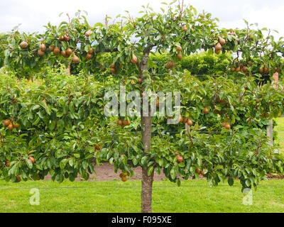 Addestrati a spalliera pera (varietà migliorate la fertilità) cresce in un giardino murato nel Cheshire, Inghilterra. Foto Stock