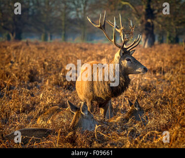 Red Deer Stag guardia oltre il suo harem. Bracken nelle sue corna. Foto Stock